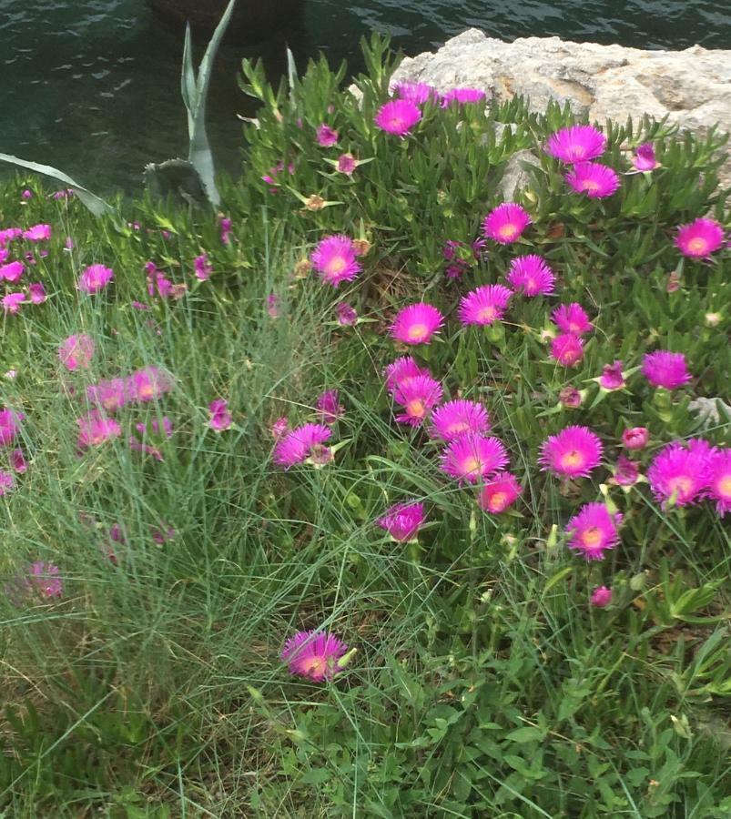 וולי לוסיניי Guesthouse Antonija מראה חיצוני תמונה